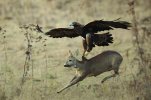 GoldenEagleattackingandattemptingtosnatchaDeer_zps14fae57b.jpg