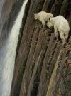 mountain-goat-climbing1_zpsc1ea5d31.jpg