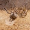 warthog-cheetah_2075121i_zpse96ce089.jpg