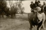 RopingrhinosinAfricaofthe40sand50sBackthennotranquilizersNotforsissiesonlylassoandtrucks_zps9a69.jpg