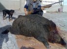 A nice size pig taken with slug and shotgun  in  Transylvania.jpg