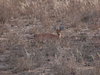 2 Young Steenbok_zpshedmb00w.jpg