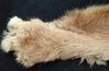 Karoo caracal rear foot_zpsasjikels.jpg