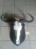 Frank Castora skull mount.jpg