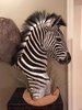 a%20lana%20zebra%20mount%201_zpshx6pxbng.jpg