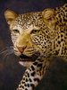 Leopard_david_2%204_zpscetpig19.jpg