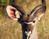 9 april kudu chobe boat ride 1_zps5ct214u1.jpg