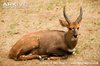 Immature-Limpopo-bushbuck-ssp-roualeyni-resting_zpstxys2wbn.jpg