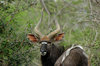 i-020aec07dfd2f72bf543a368d849c9bb-Favorite 7 - Nyala Antelope_zps46a4vjoo.jpg