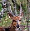 ARKive image GES081117 - Bushbuck_zps5pydxqsw.jpg