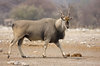 eland1_zps1dy56w0c.jpg