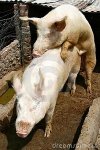 mating-pigs-2869398.jpg