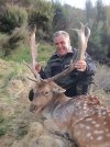 NZ Fallow Buck.jpg