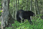 Black Bear 1.jpg