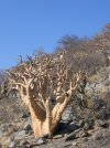 Safari Namibia Ago 07 182.jpg