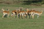 Lechwe.jpg