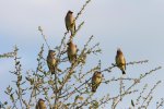 cedar_waxwings.jpg