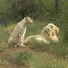 white lion 3.jpg