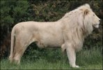 white lion2.jpg