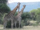 African Safari 2010 012.jpg