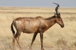 Etosha Red Hartebeest.jpg