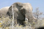 Etosha Elephant.jpg