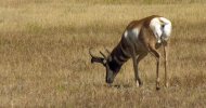 Pronghorn.jpg