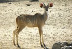 Namibia-2009YoungKudu.jpg