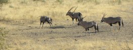 Namibia-2009Oryx.jpg