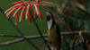 spinebill_zpsilmiandl.jpg