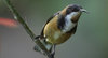 spinebill%20pollen_zpsxx0gqmta.jpg