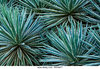 sisal-plants-madagascar-brhmt7.jpg