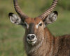 waterbuck-Wild-Animal-Picture_zps5mvfeevt.jpg