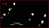 tyrannosaur-trackway-map.JPG