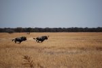 South Africa Safari 2012 050.JPG