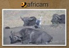 africam-image-ep-1-26237175.jpg