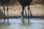 OstrichDrinking_zpsd662a863.jpg