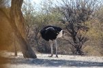 Ostrich_zps79889009.jpg