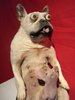 0ed0c4da0f71c2746f8dfbecb70f07fa--funny-taxidermy-hilarious.jpg