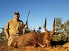 BUSHBUCK.jpg