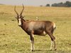 800px-Blesbok,_Damaliscus_pygargus_phillipsi,_at_Krugersdorp_Game_Reserve,_.jpg