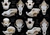 dog-skulls-alex-surcica.jpg