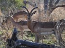 Busted by an Impala Ram.jpg