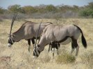 Grazing Gemsbok_zpsrtfwdxvc.jpg