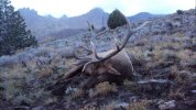 bull elk 023_zpsfe3avs30.jpg