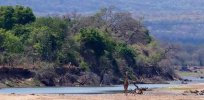 GiraffeontheLuangwa.jpg