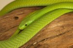 Shining_Green_Mamba_Snake_600.jpg