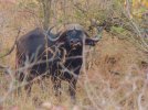 Cape Buffalo_zpsldgpqdtl.jpg