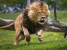 Lion-Running-Best-Photos.jpg