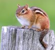 chipmunk01.jpg